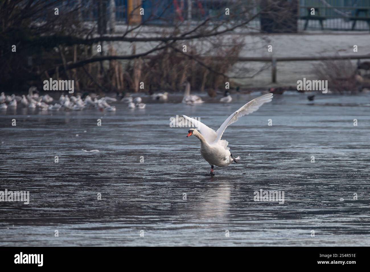 Wild, UK mute swan (Cygnus olor) skating over a frozen pool, in winter, with wings flapping. Stock Photo
