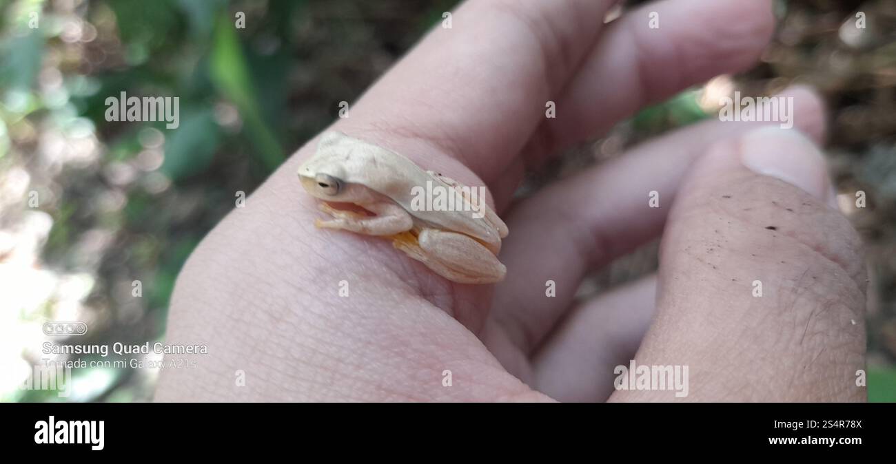 Yellow Tree Frog (Dendropsophus microcephalus Stock Photo - Alamy