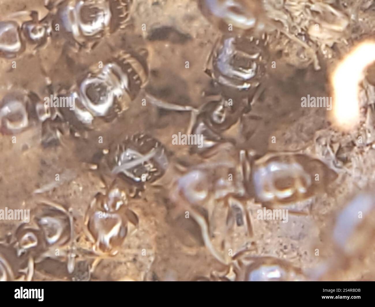 Dark Rover Ant Dark Rover Ant (Brachymyrmex patagonicus Stock Photo - Alamy