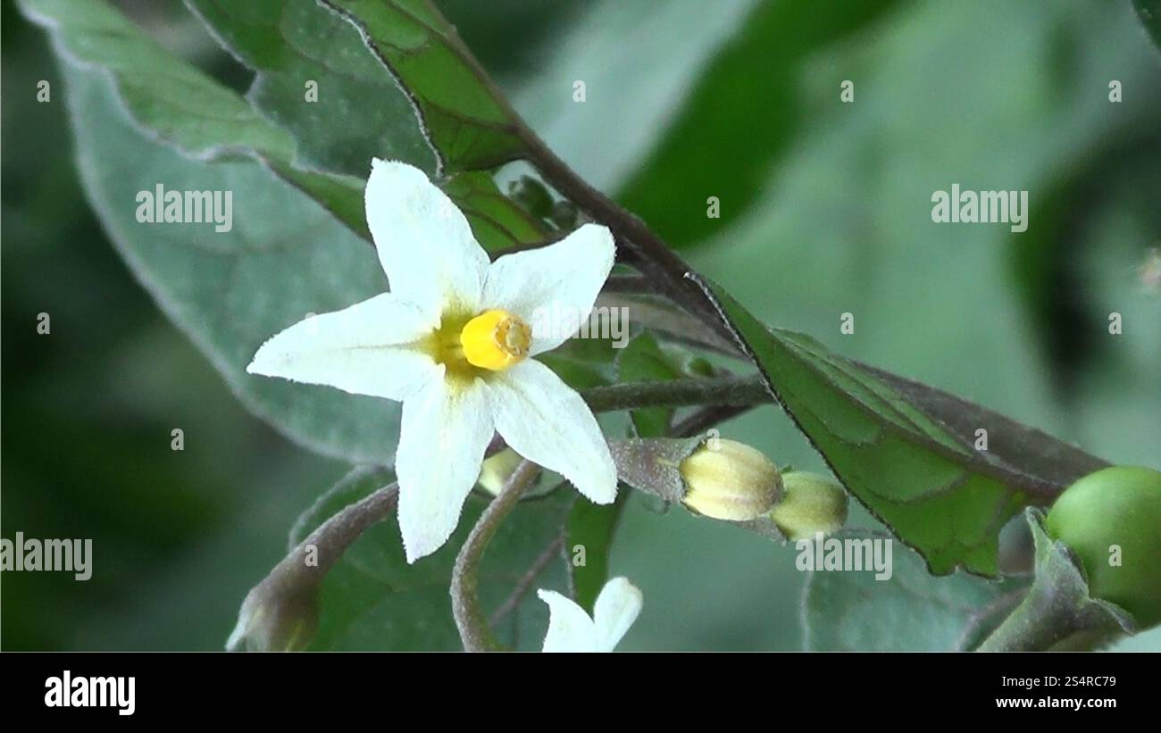 black nightshade (Solanum nigrum Stock Photo - Alamy