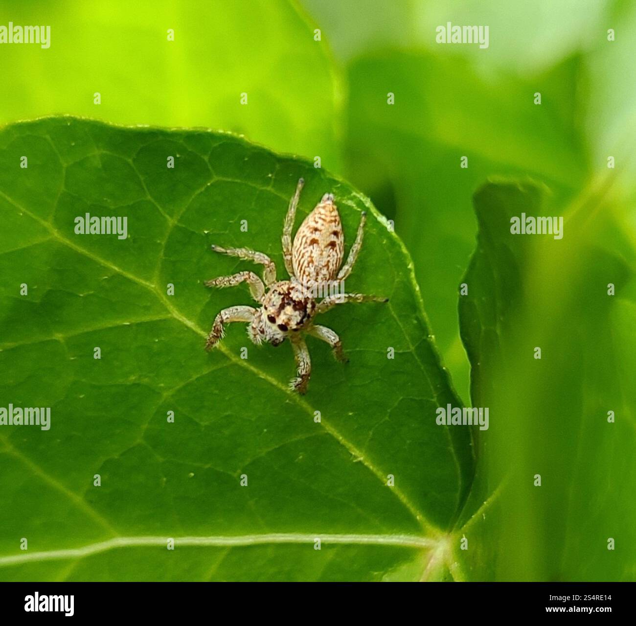 Cyclops Jumping Spider (Opisthoncus polyphemus) Stock Photo