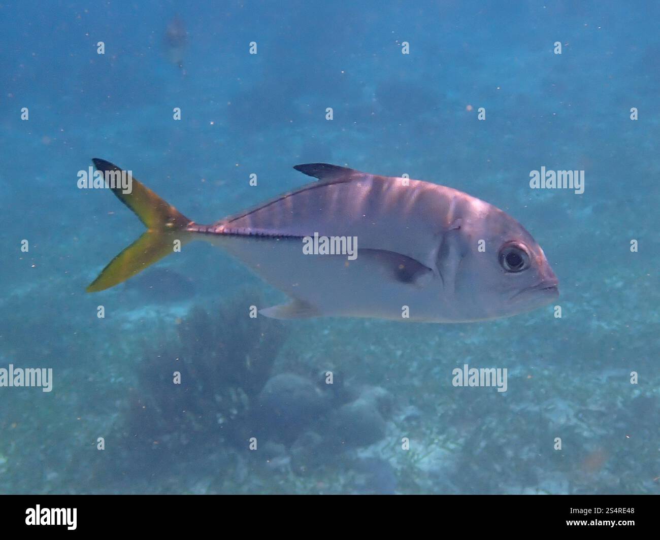 Horse-eye Jack (Caranx latus Stock Photo - Alamy