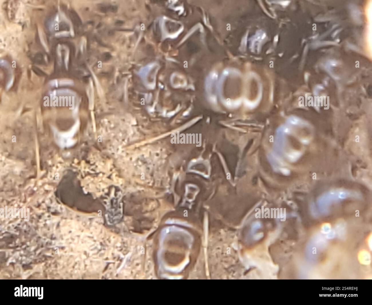 Dark Rover Ant Dark Rover Ant (Brachymyrmex patagonicus Stock Photo - Alamy