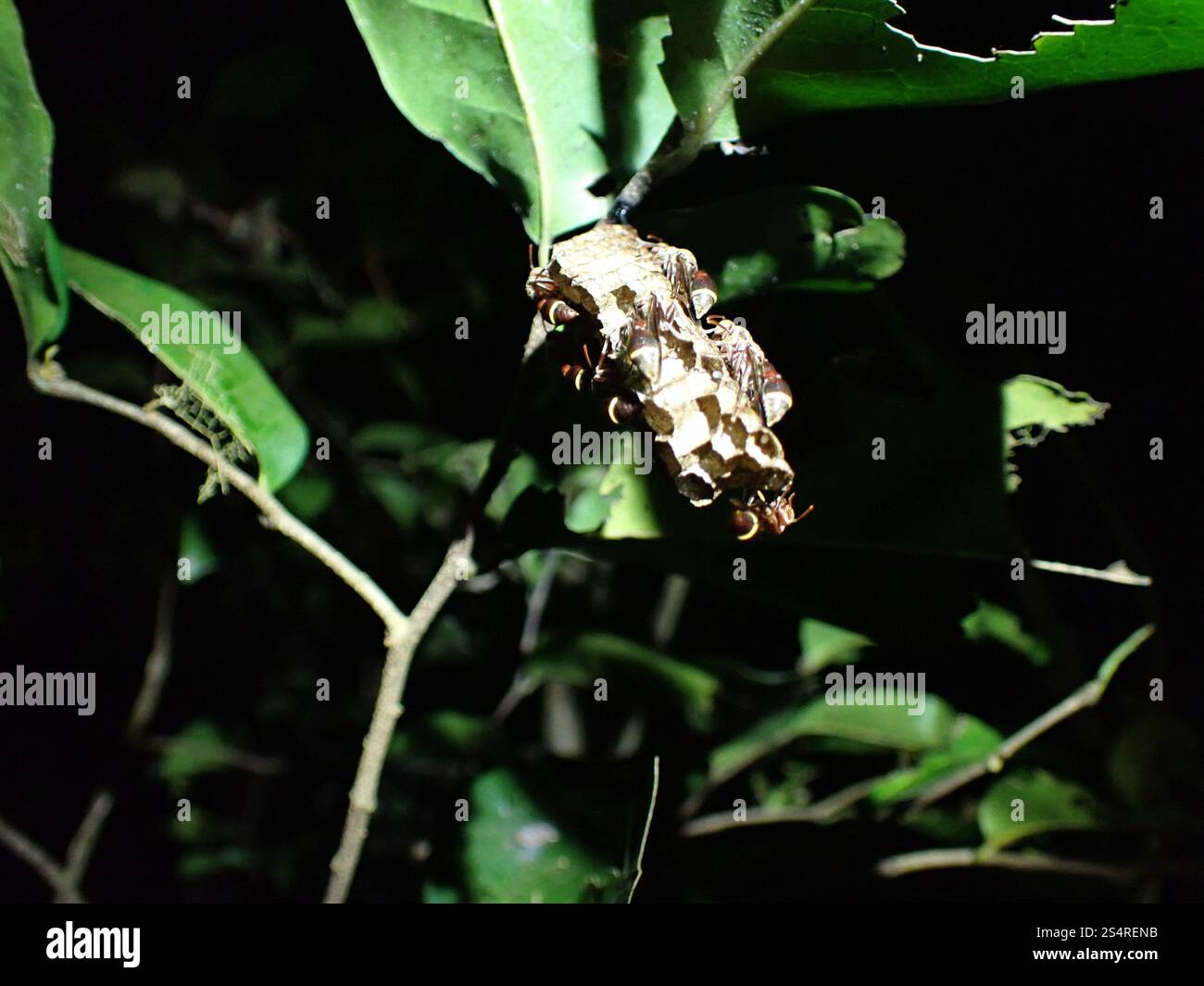 Ants, Bees, Wasps, and Sawflies (Hymenoptera Stock Photo - Alamy