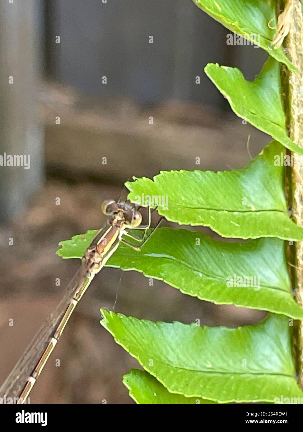 Slender Ringtail (Austrolestes analis Stock Photo - Alamy