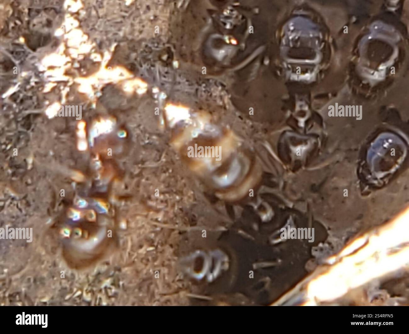 Dark Rover Ant Dark Rover Ant (Brachymyrmex patagonicus Stock Photo - Alamy