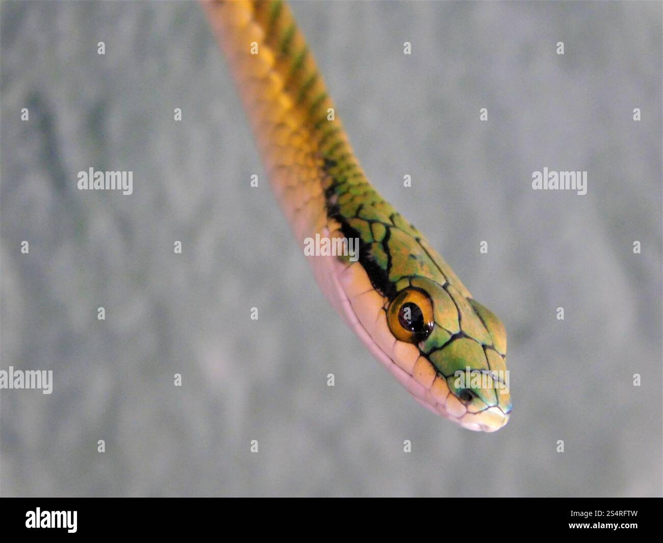 Parrot snake leptophis ahaetulla hi-res stock photography and images ...
