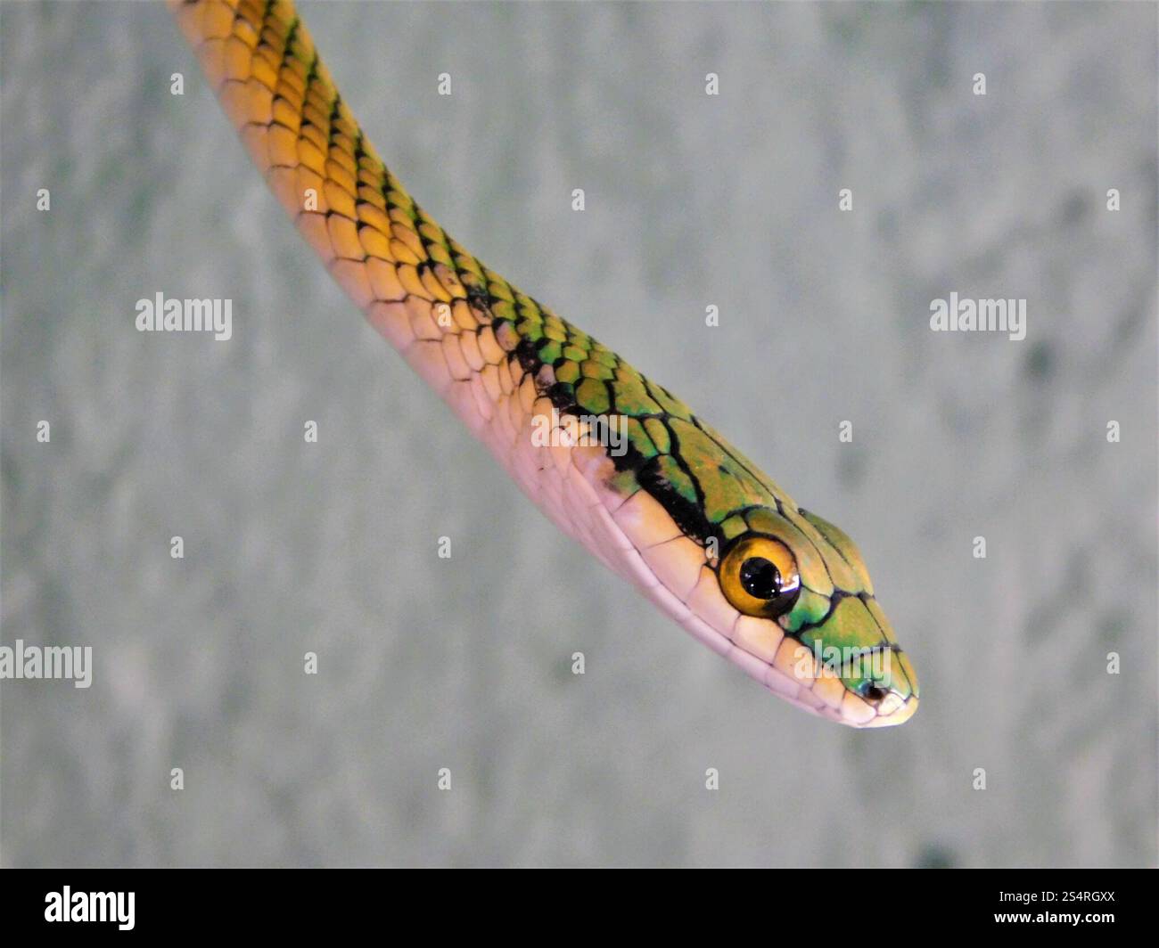 Parrot snake leptophis ahaetulla hi-res stock photography and images ...