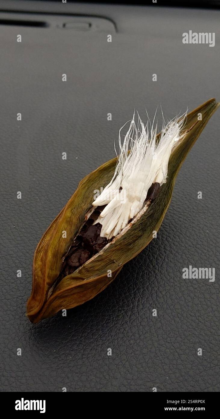 Anglepod (Gonolobus suberosus Stock Photo - Alamy