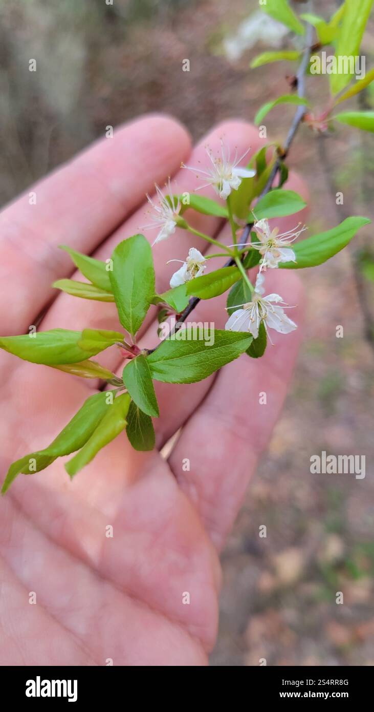Hog Plum (Prunus umbellata Stock Photo - Alamy