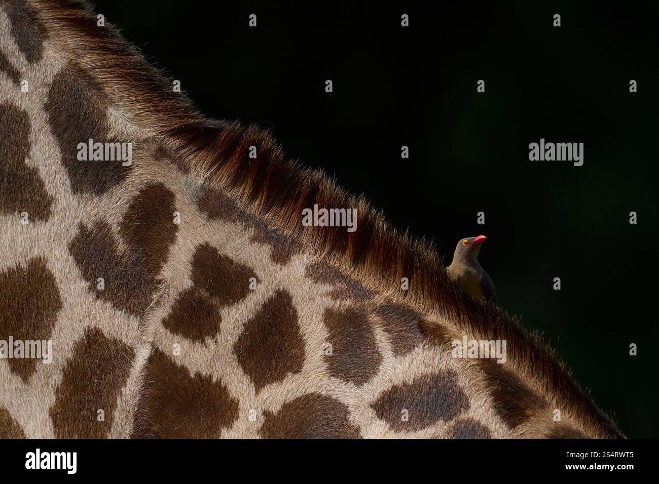 Red-billed Oxpecker (Buphagus erythroryncha) looking for ticks and other thinks to eat on the neck of a Thornicroft giraffe Stock Photo