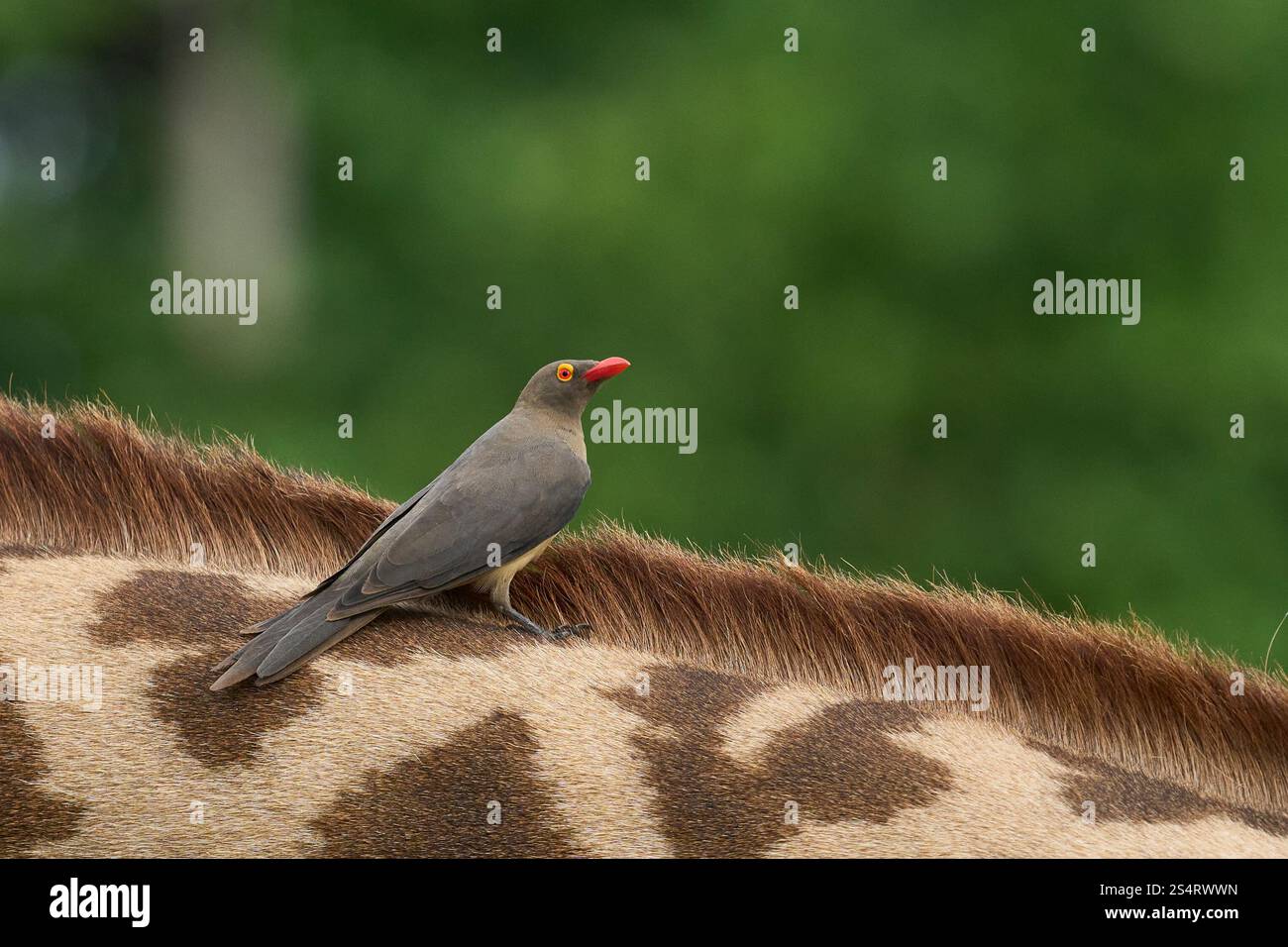 Red-billed Oxpecker (Buphagus erythroryncha) looking for ticks and other thinks to eat on the neck of a Thornicroft giraffe Stock Photo