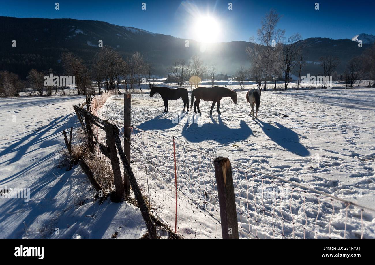 Three beautiful horses at outdoor paddock in snowy day Stock Photo