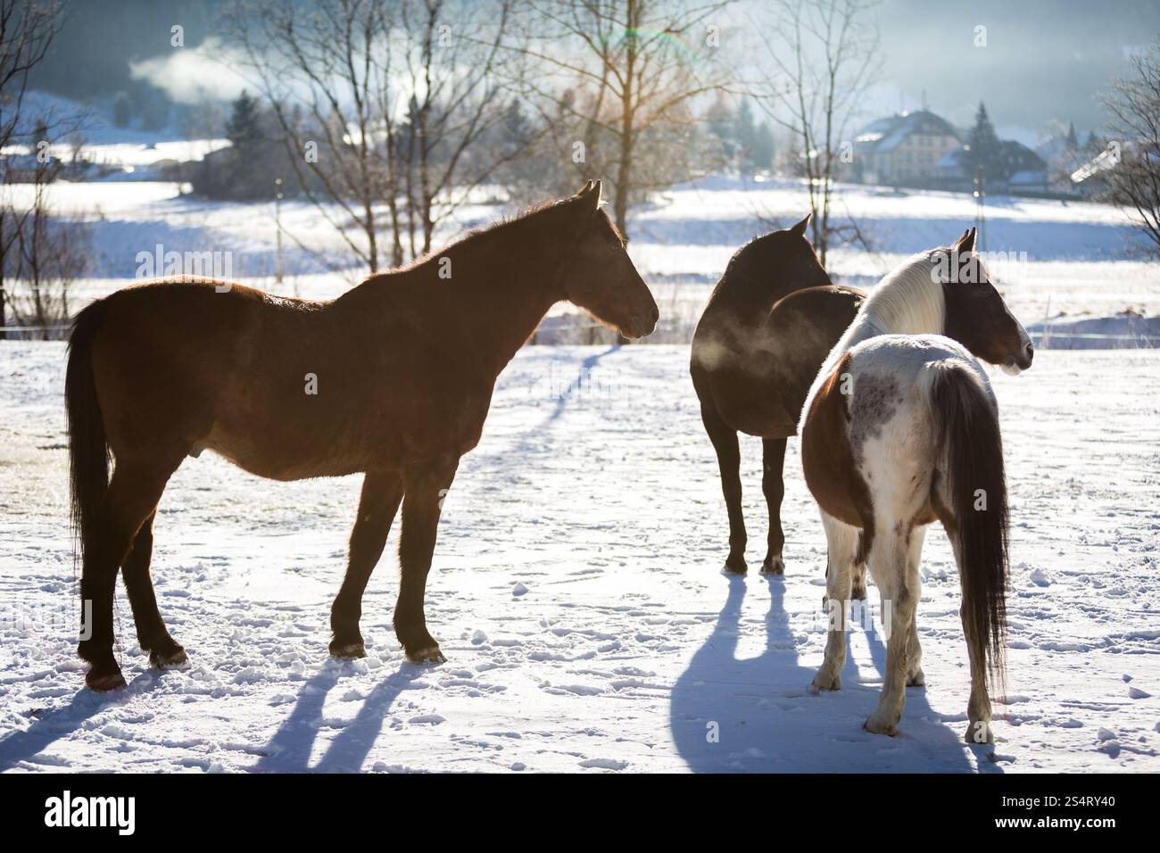 Three beautiful horses standing in outdoor paddock at sunny day Stock Photo