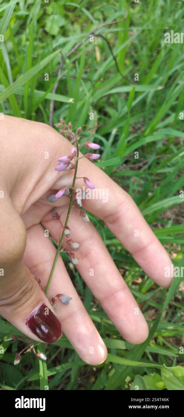 Silverleaf Desmodium (Desmodium uncinatum Stock Photo - Alamy