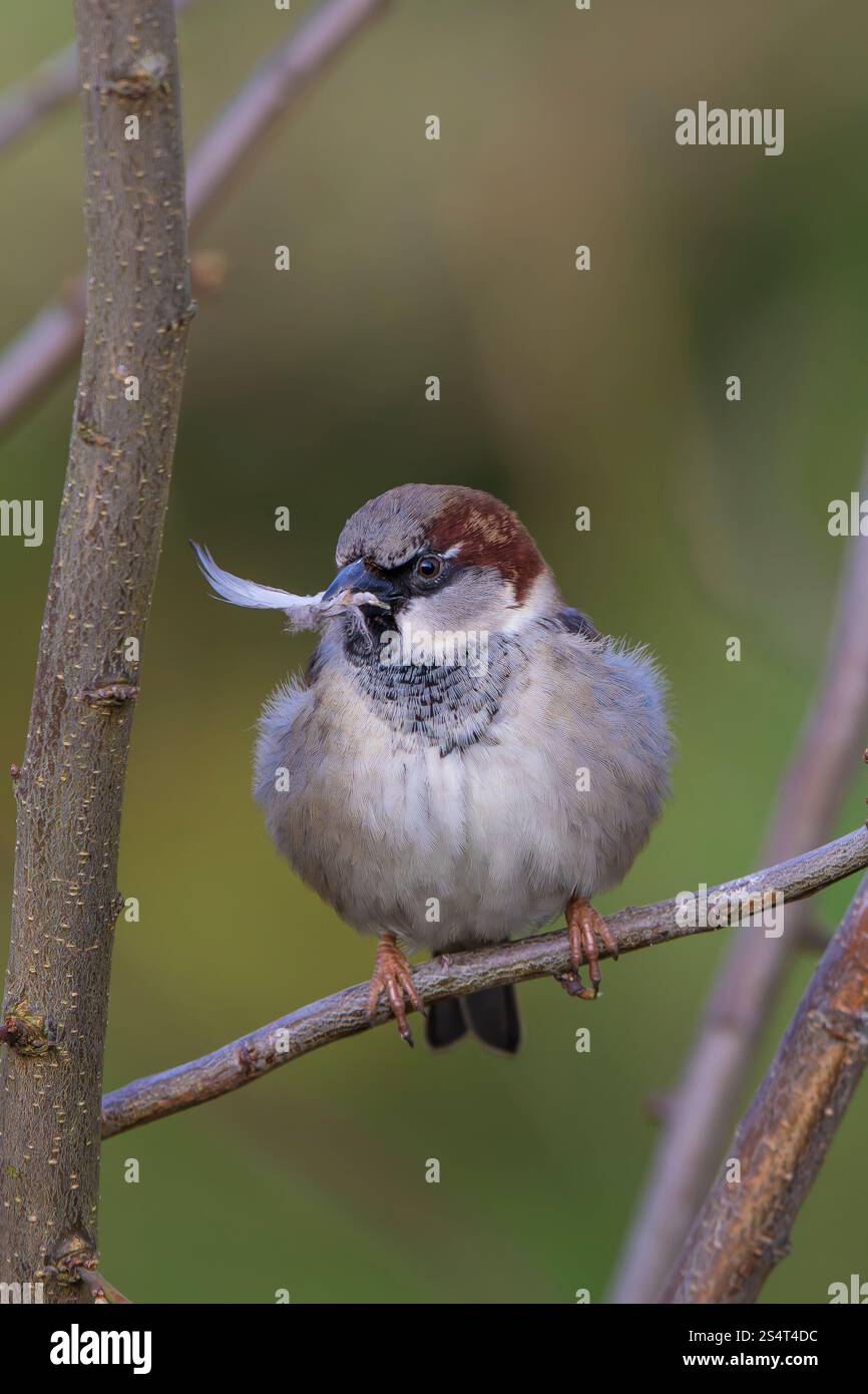 Front close up of a wild, UK male house sparrow (Passer domesticus) perching on a branch with a feather in its beak on the way to feather nearby nest. Stock Photo