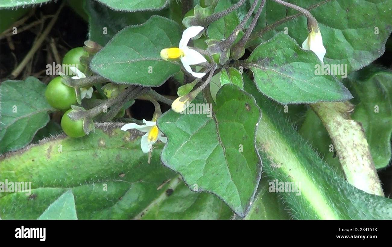 black nightshade (Solanum nigrum Stock Photo - Alamy