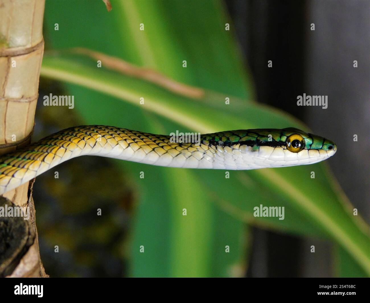 Southern Green Parrot Snake (Leptophis ahaetulla marginatus Stock Photo ...
