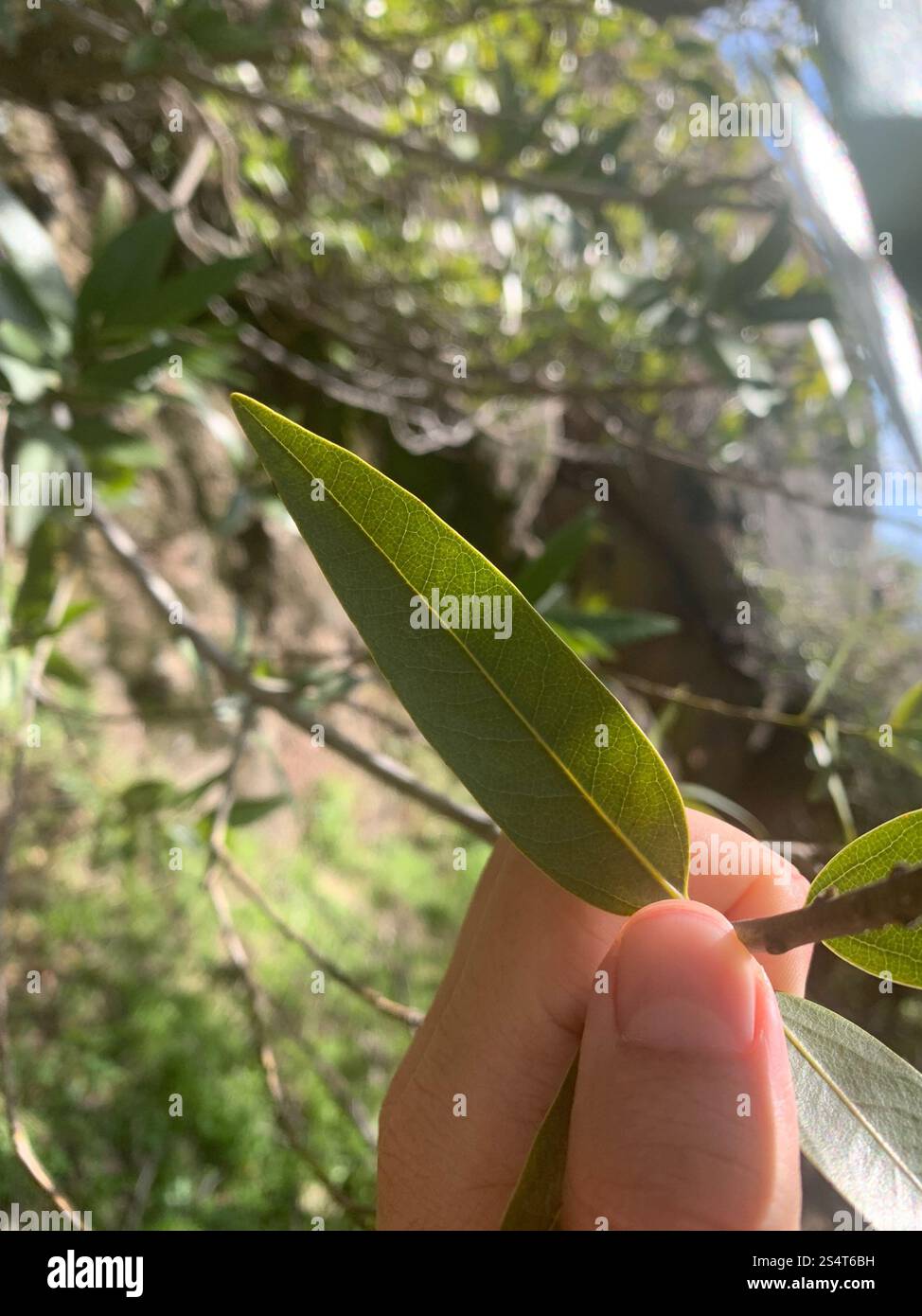 California bay (Umbellularia californica Stock Photo - Alamy