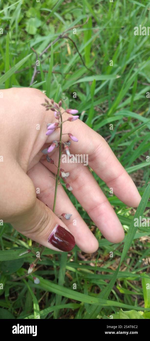 Silverleaf Desmodium (Desmodium uncinatum Stock Photo - Alamy