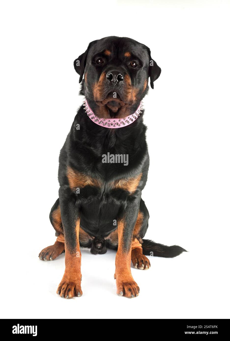 Purebred Rottweiler purebred rottweiler in front of white background Stock Photo - Alamy