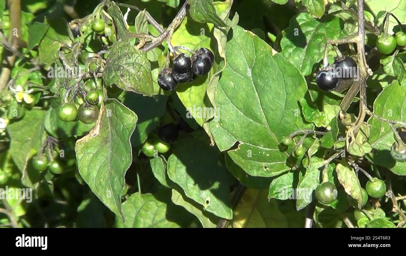 black nightshade (Solanum nigrum Stock Photo - Alamy