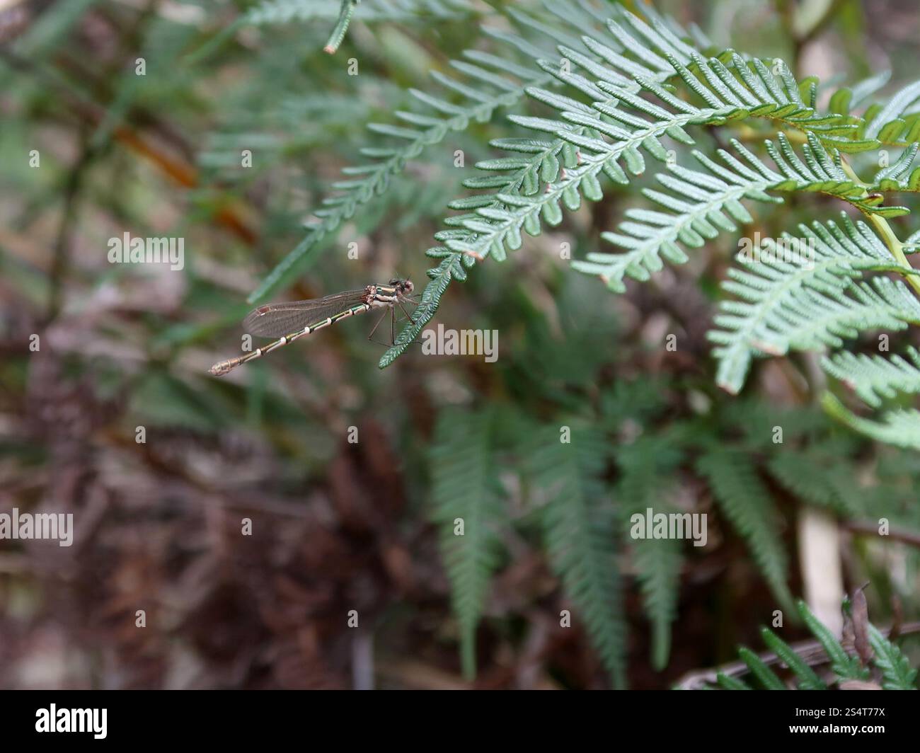 Blue Ringtail (Austrolestes annulosus Stock Photo - Alamy