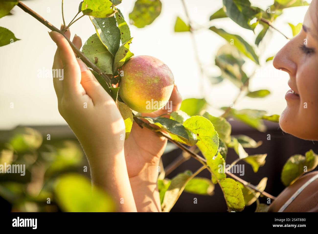 Beautiful ripe fresh green hi-res stock photography and images - Alamy