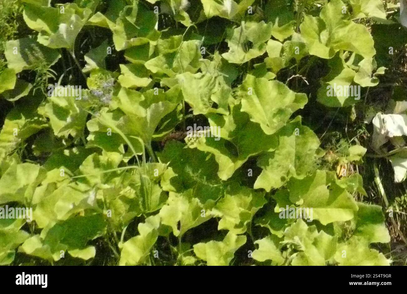 woolly-butterbur-petasites-spurius-stock-photo-alamy