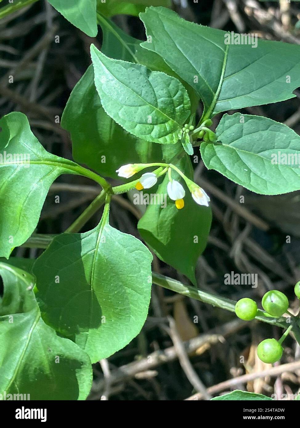 American black nightshade (Solanum americanum Stock Photo - Alamy