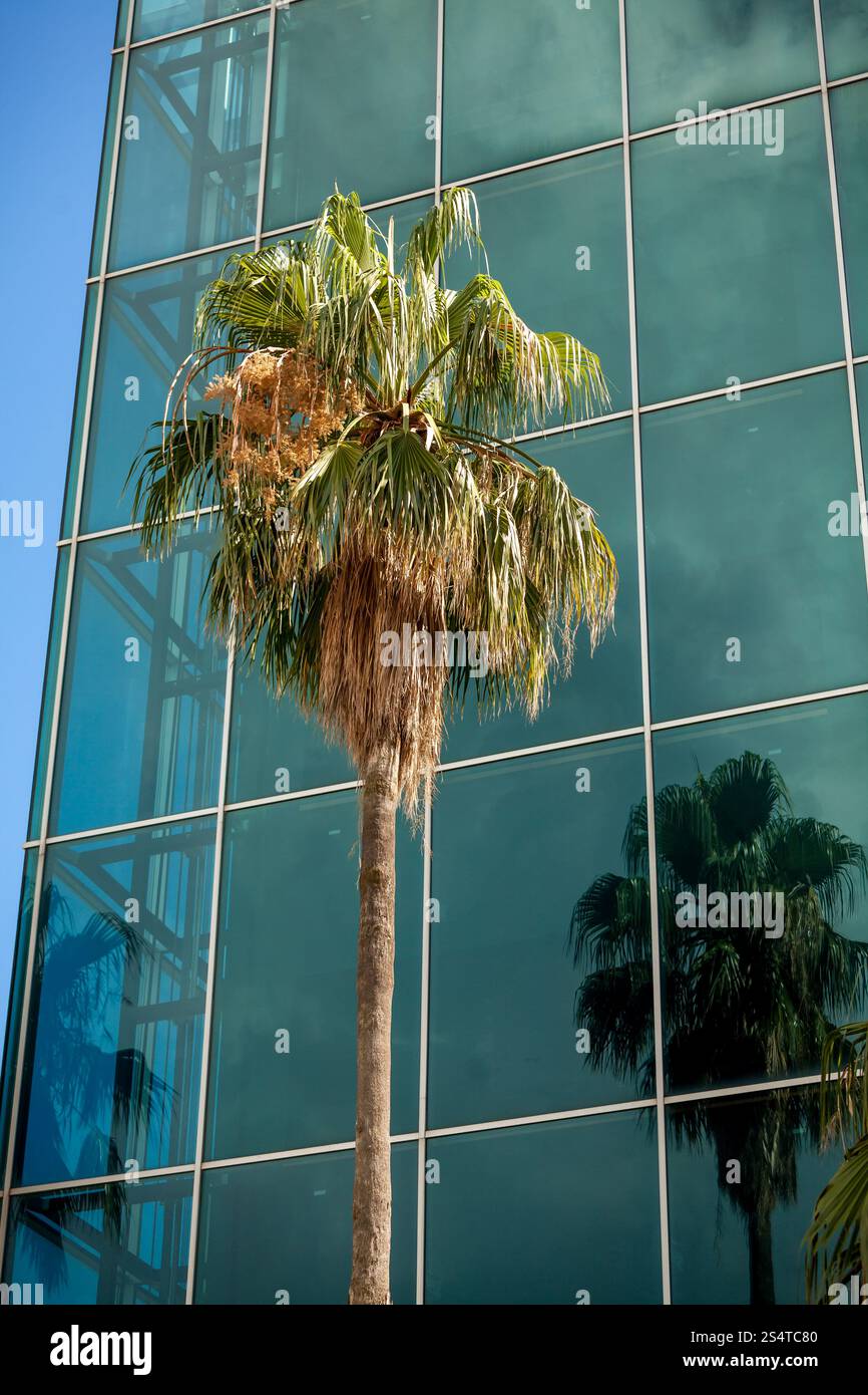 Beautiful view of high palm growing against modern building with big windows Stock Photo