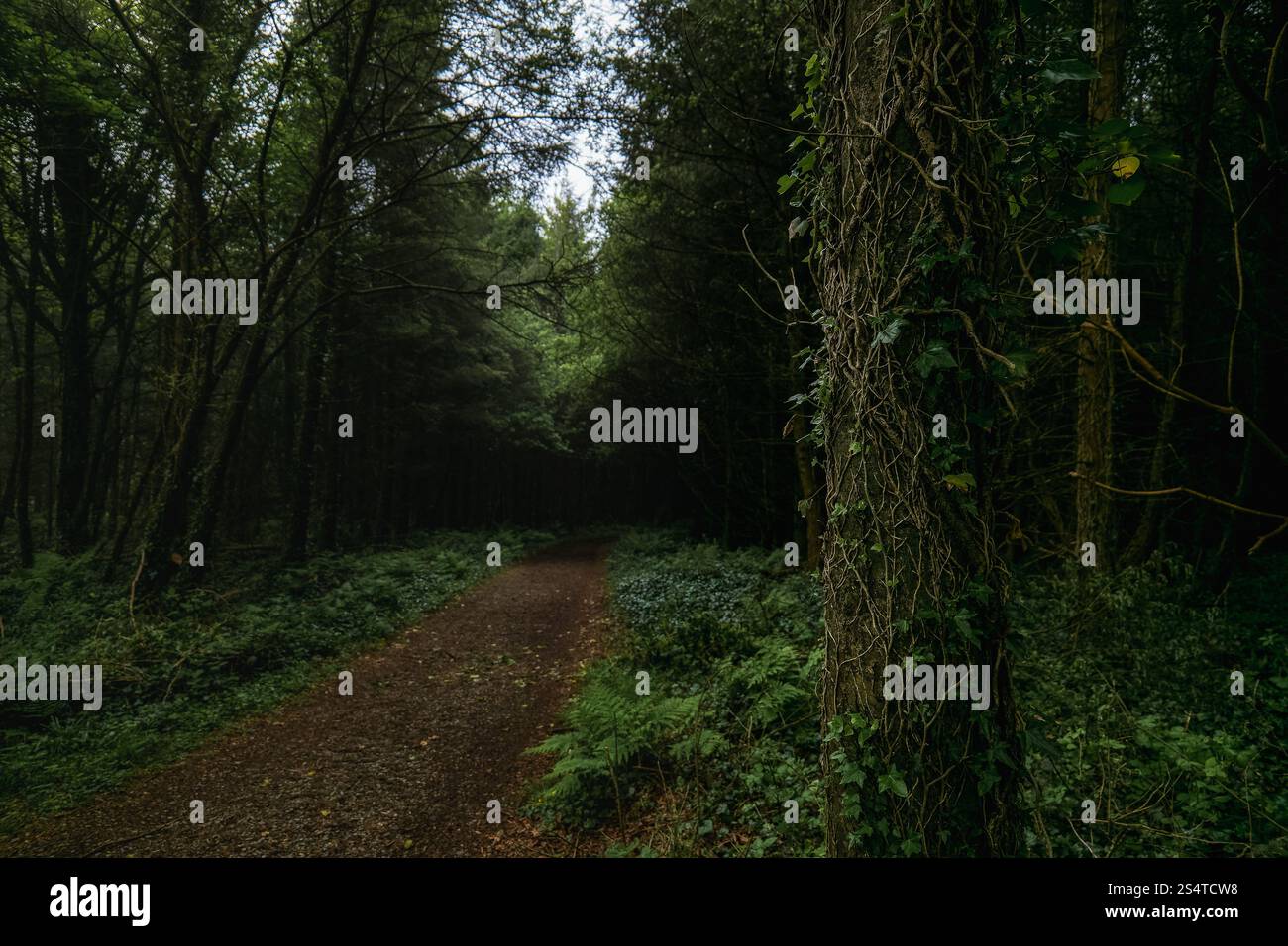 Lush green forest path winding through dense trees in a serene woodland ...
