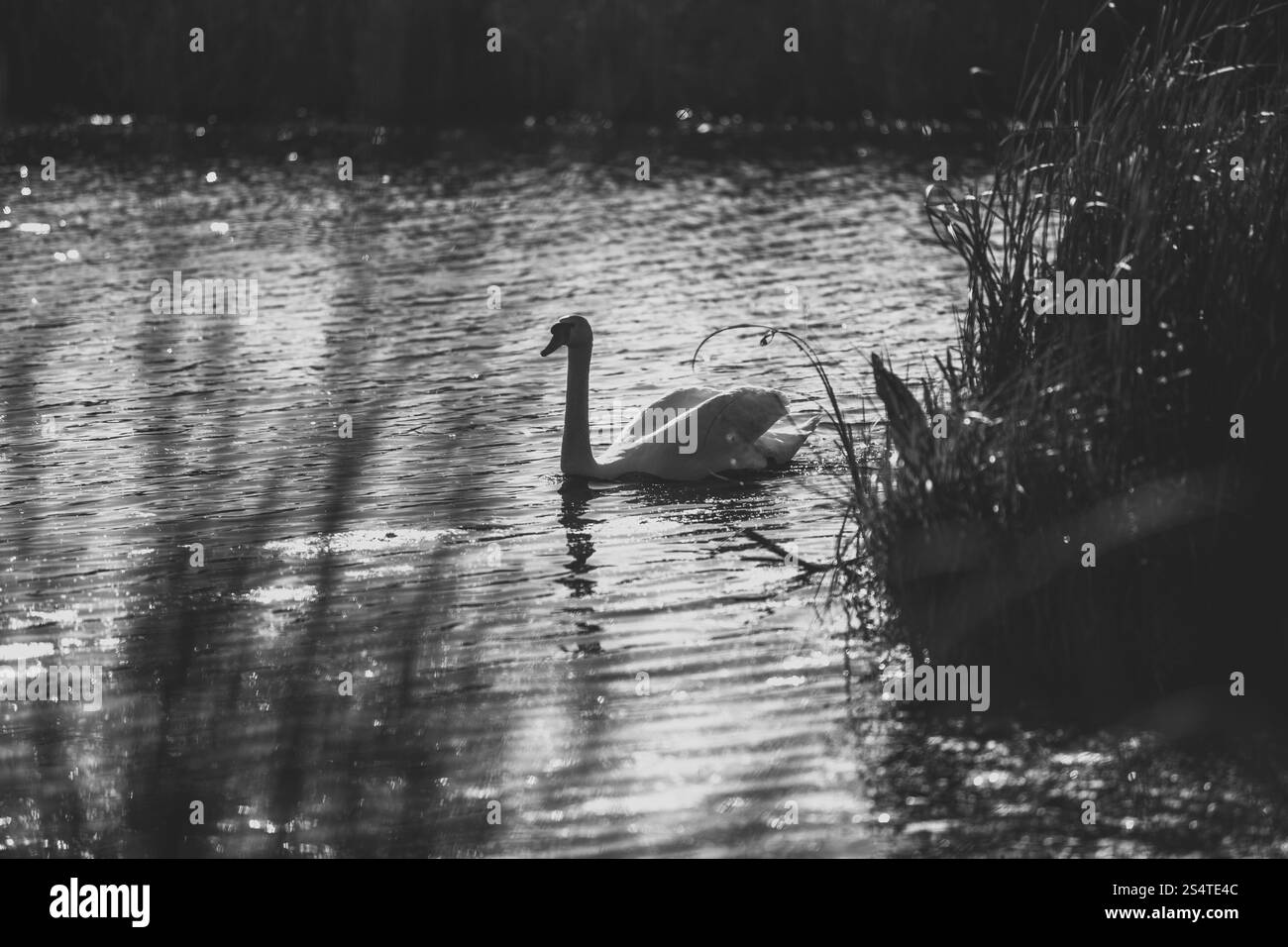Black and white photo of swan swimming on lake Stock Photo