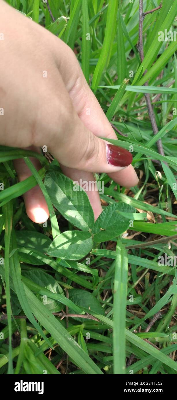 Silverleaf Desmodium (Desmodium uncinatum Stock Photo - Alamy