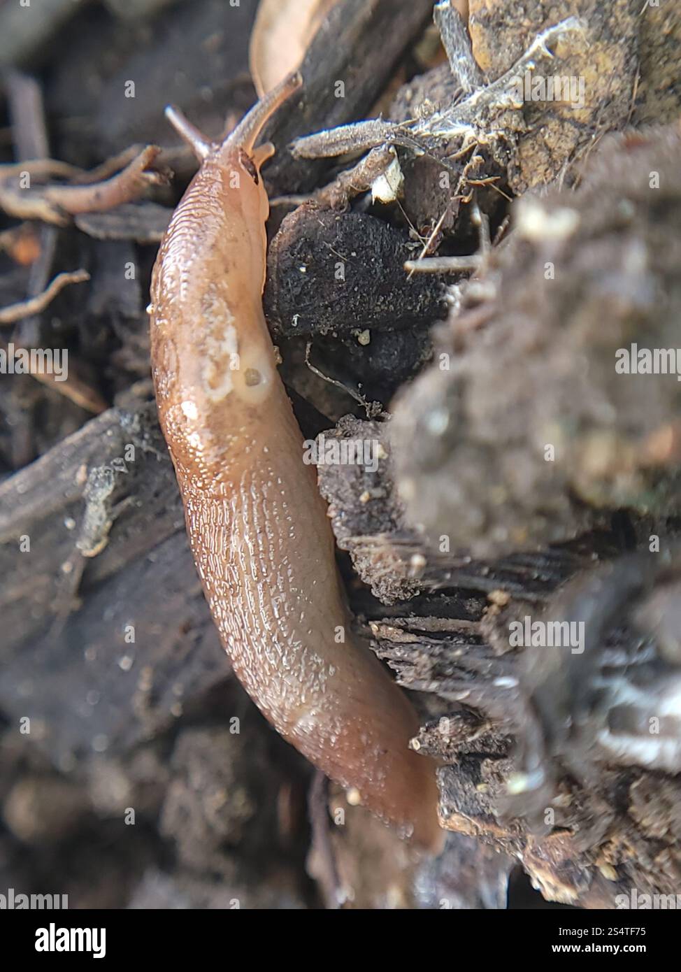 Threeband Slugs (Ambigolimax Stock Photo - Alamy