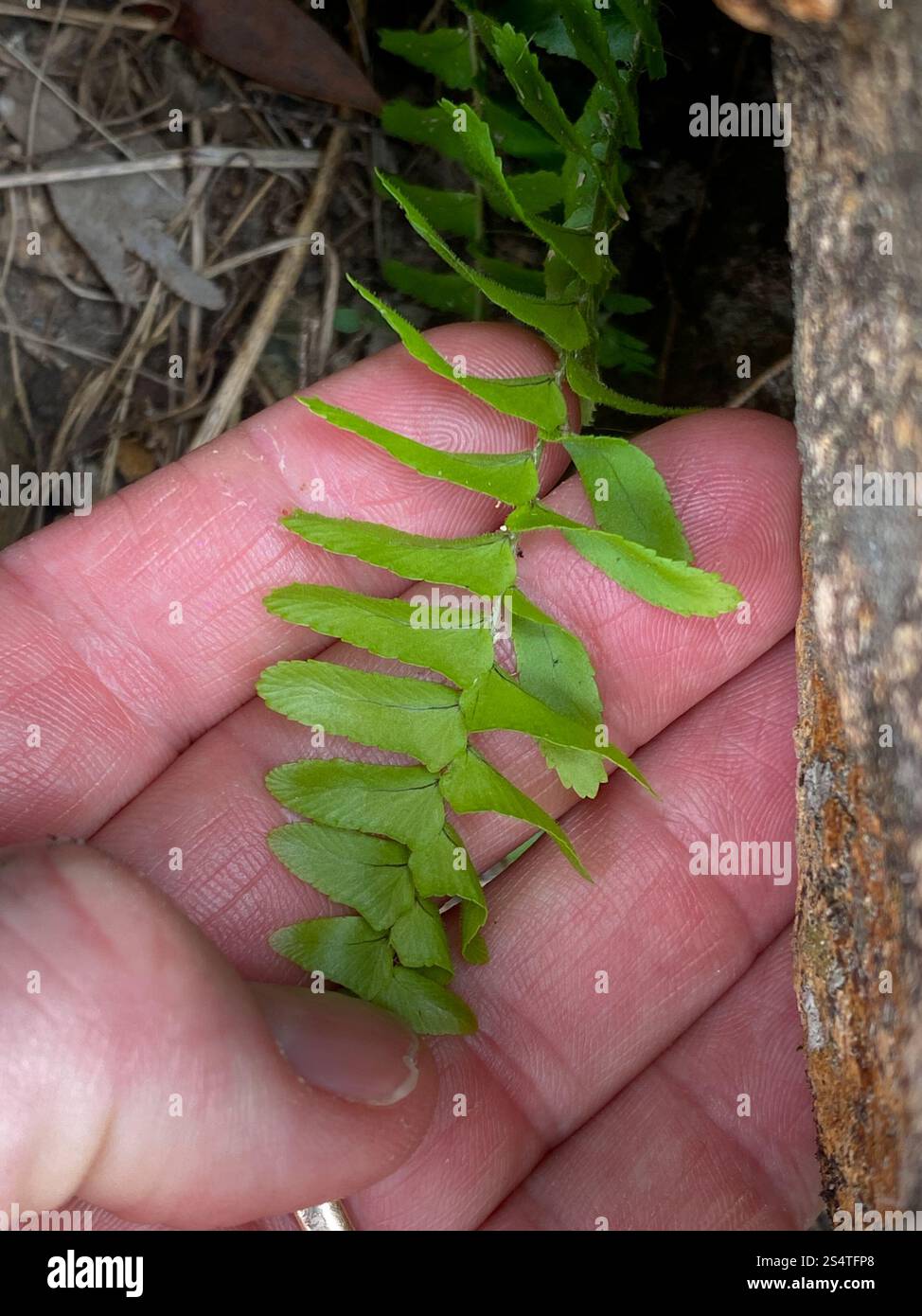 Fishbone Fern (Nephrolepis cordifolia Stock Photo - Alamy