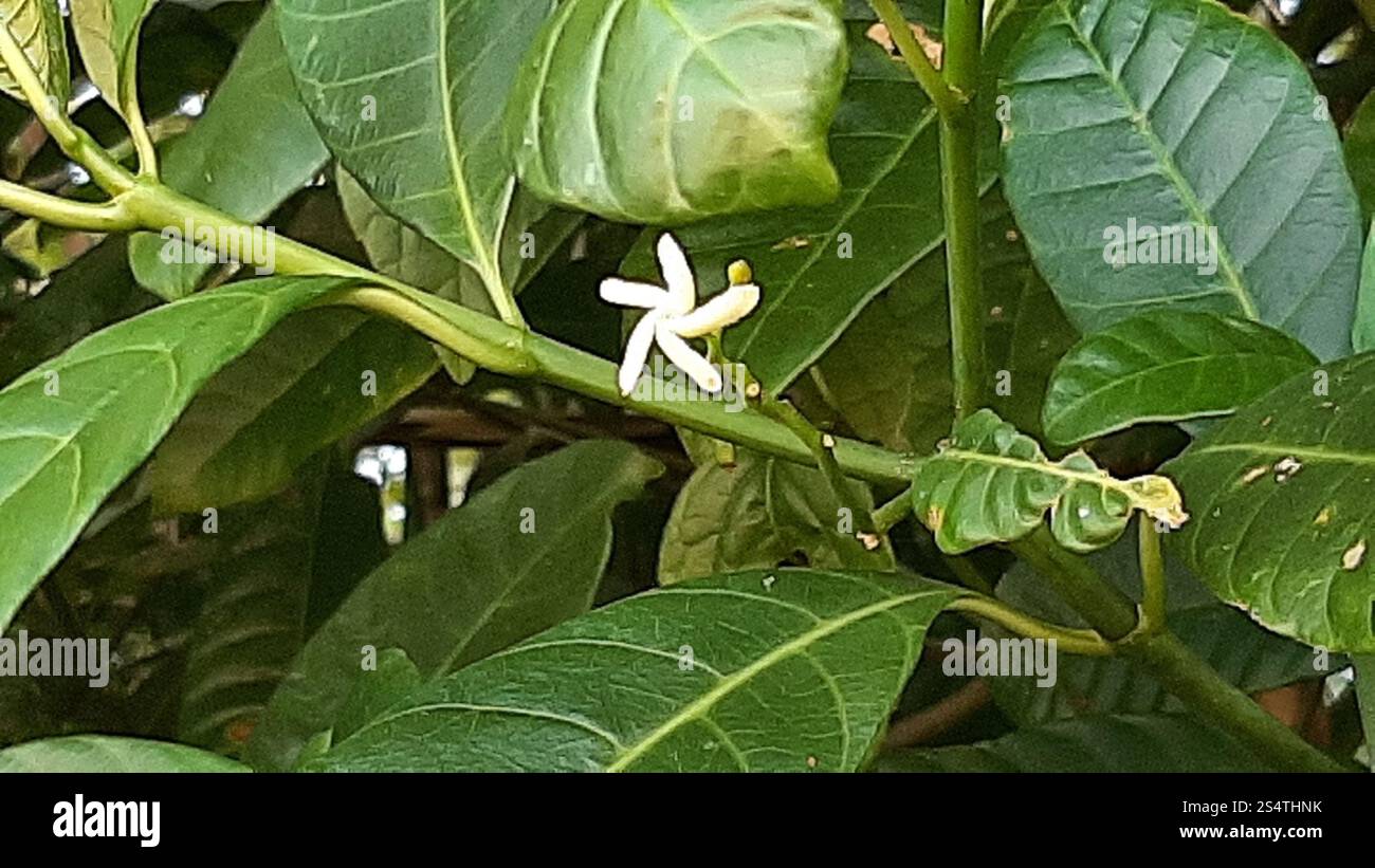 flowering plants (Angiospermae Stock Photo - Alamy