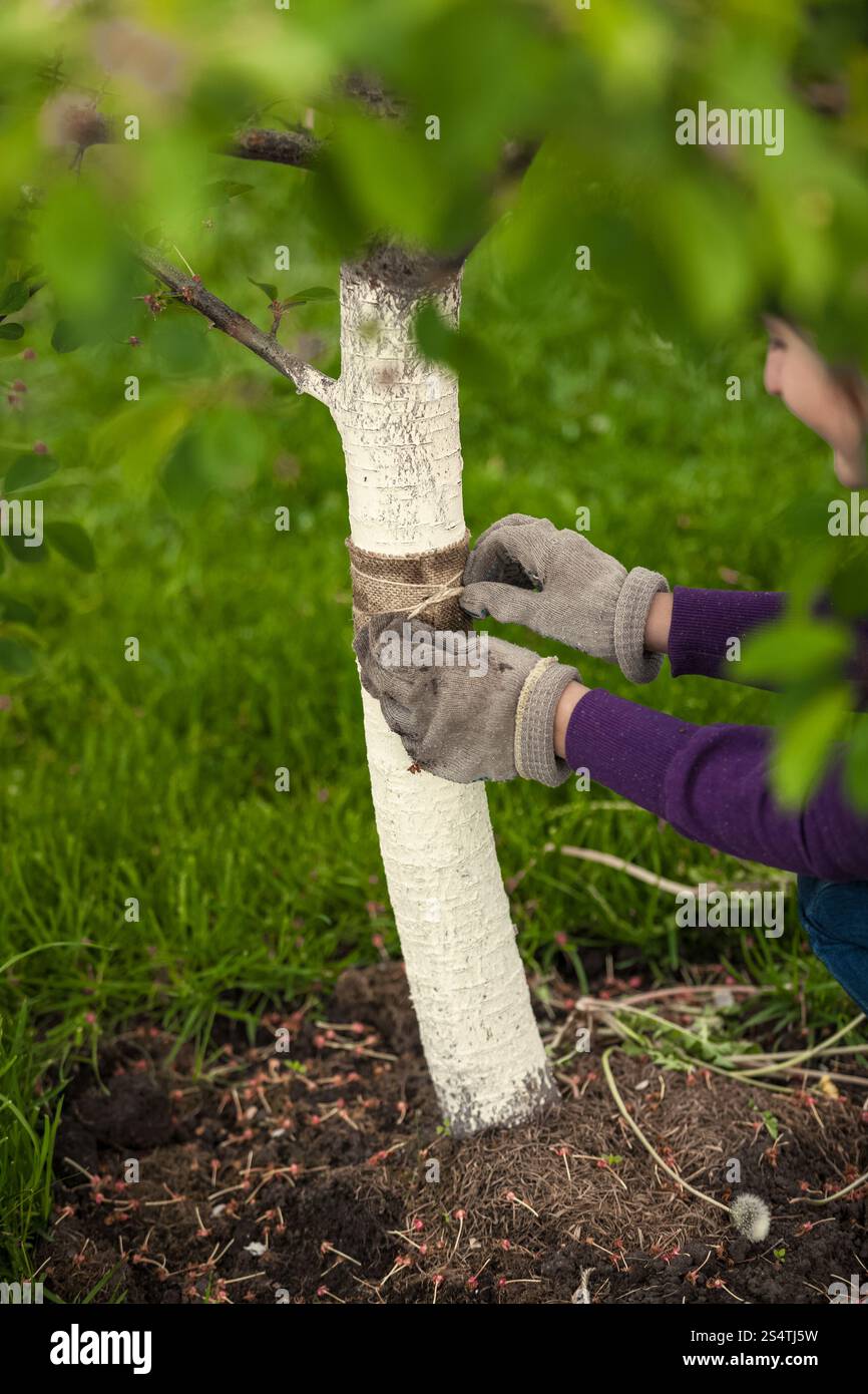 Closeup photo of gardener taking care of tree and healing it with special band Stock Photo