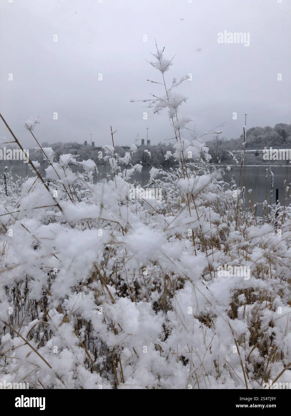 switchgrass (Panicum virgatum Stock Photo - Alamy