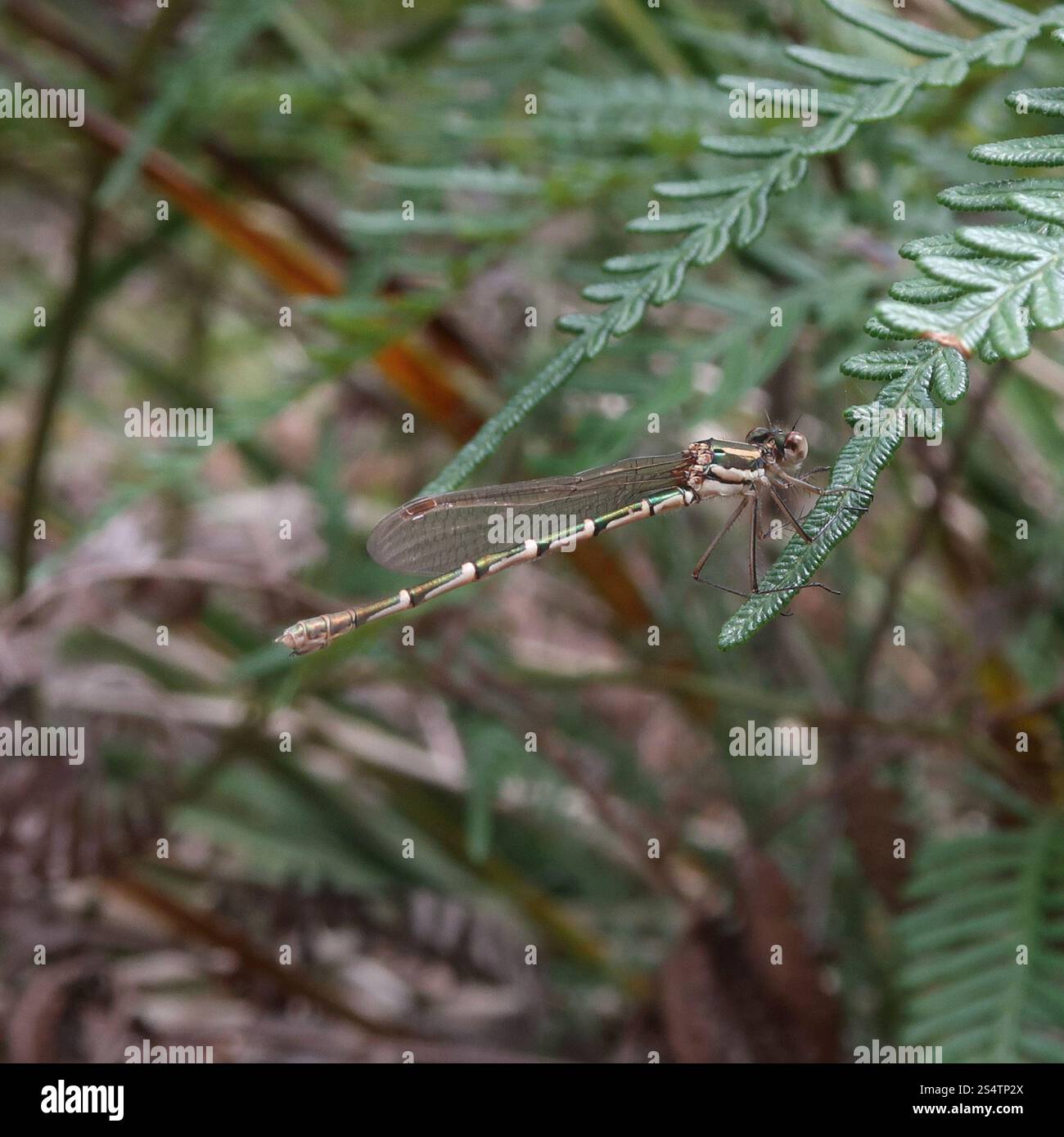 Blue Ringtail (Austrolestes annulosus Stock Photo - Alamy