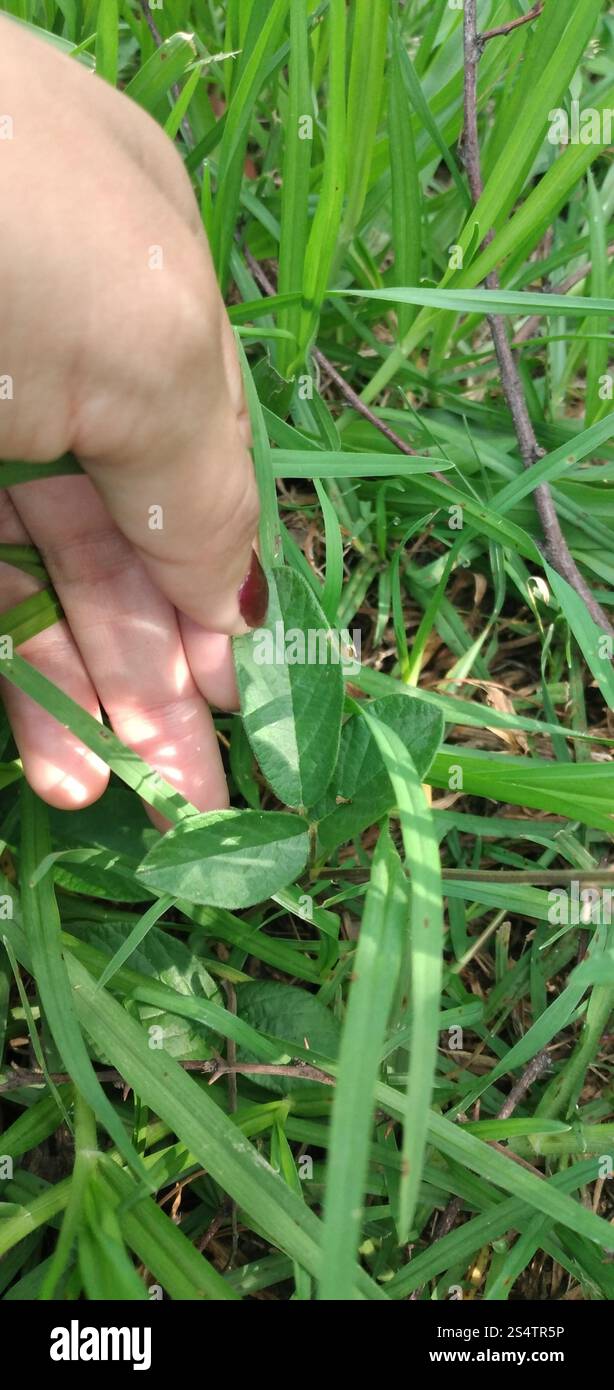 Silverleaf Desmodium (Desmodium uncinatum Stock Photo - Alamy