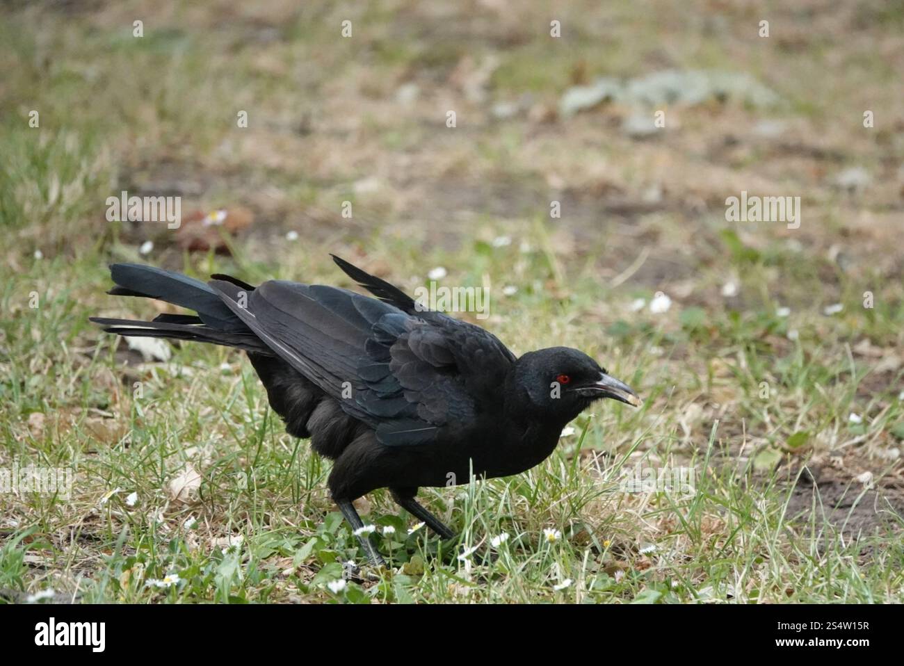 Corcorax White-winged Chough (Corcorax melanorhamphos Stock Photo - Alamy