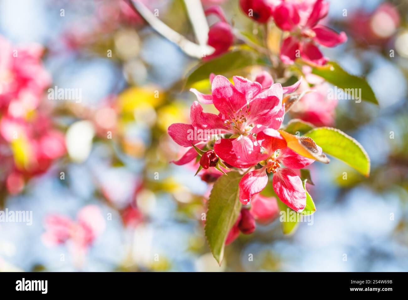 twig of apple tree with pink blossoms close up in spring Stock Photo