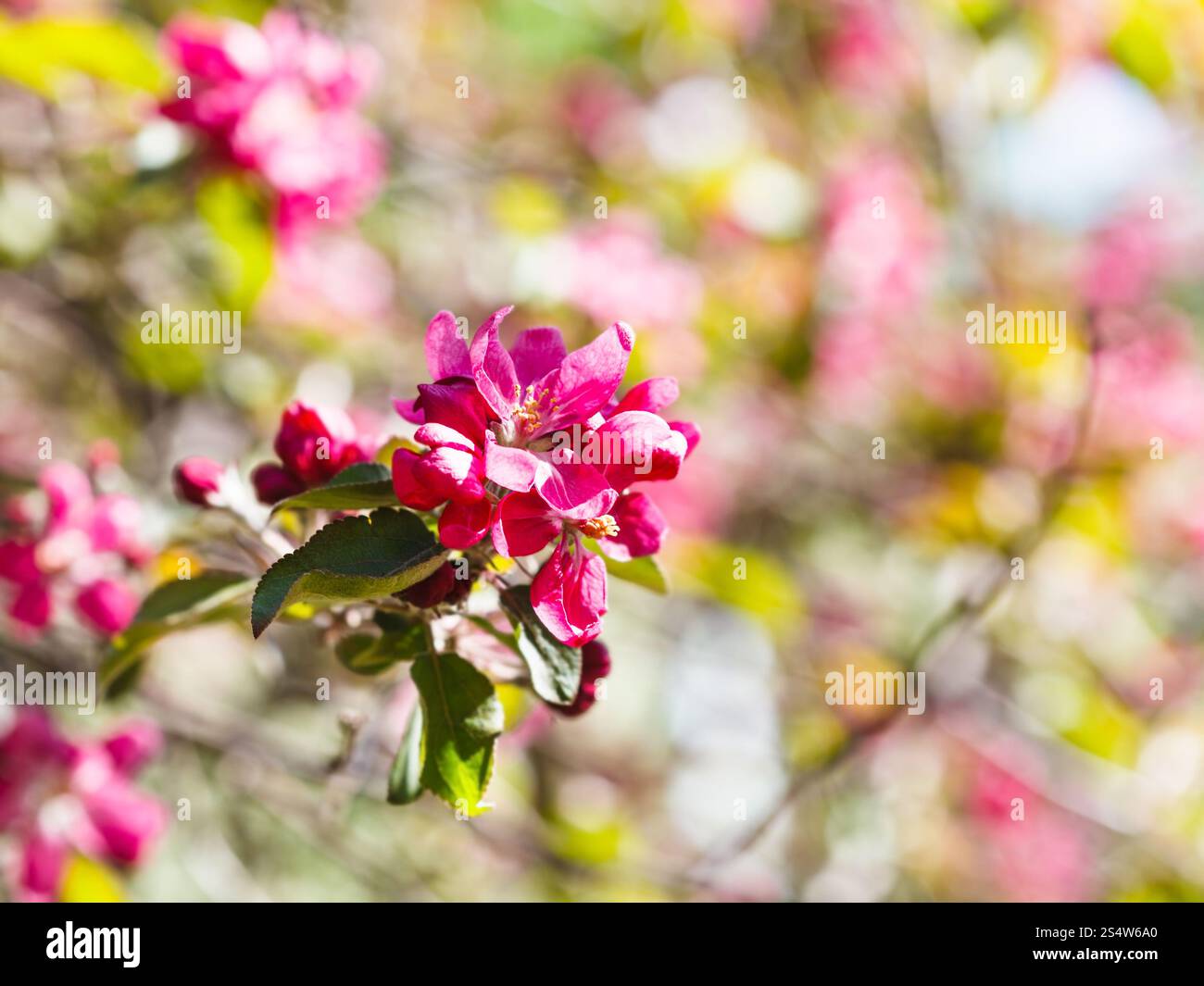 pink blossoms apple tree close up in spring Stock Photo