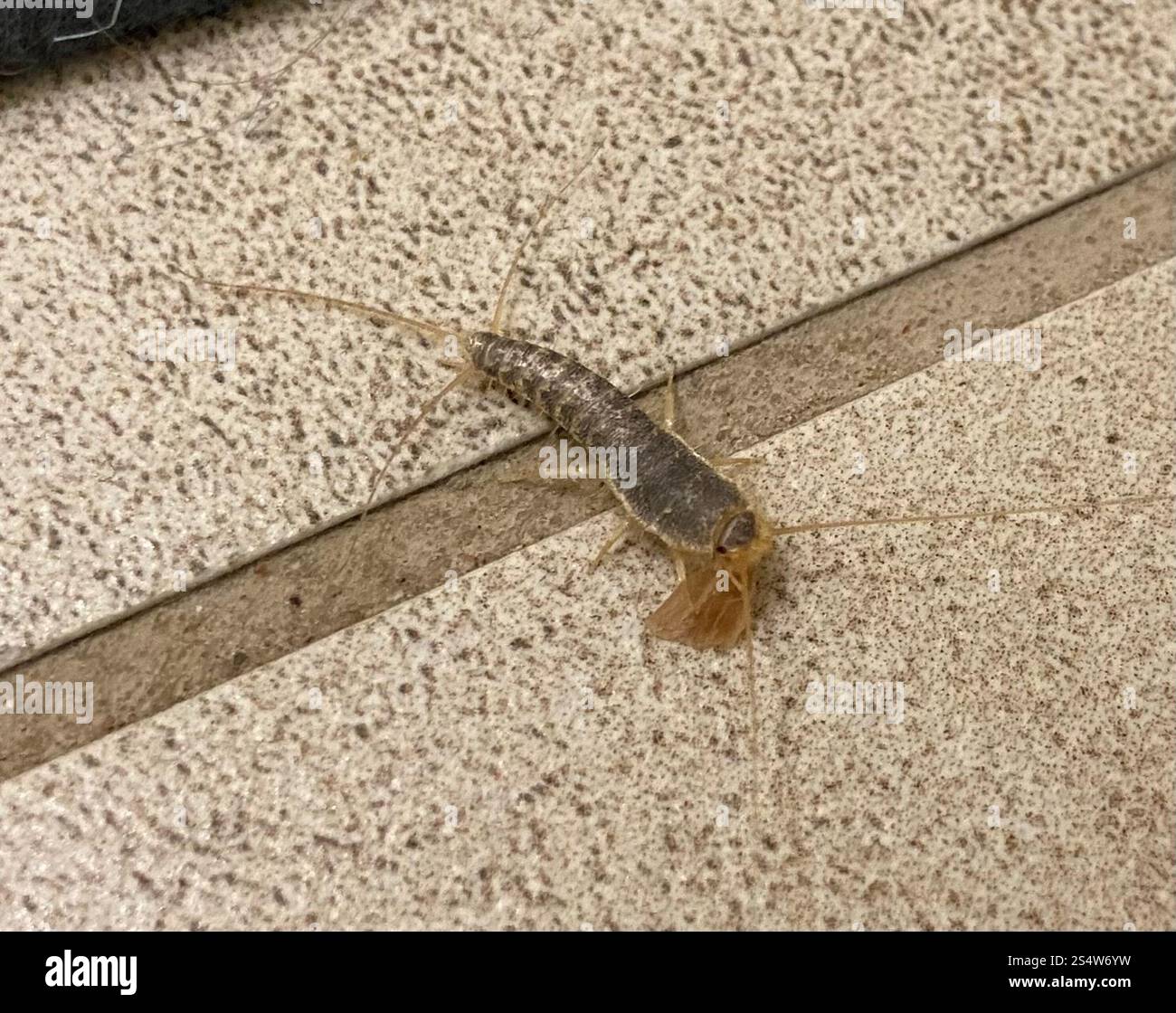 Long-tailed Silverfish (Ctenolepisma longicaudatum Stock Photo - Alamy