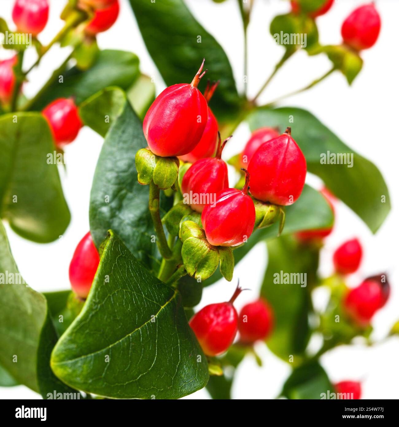 Hypericum Ruby Hypericum hi-res stock photography and images - Alamy