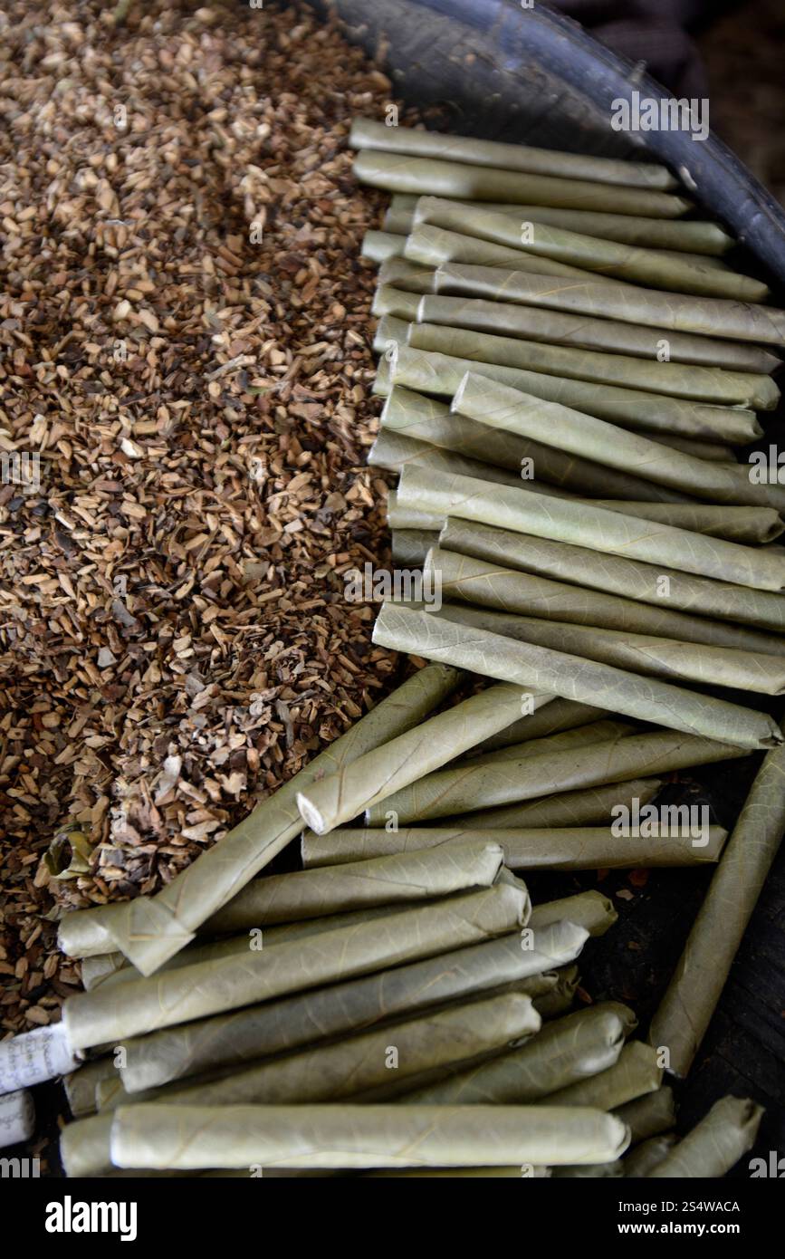 a Tabacco and cigar and cheroot Factory near the Village of Phaung Daw Oo at the Inle Lake in the Shan State in the east of Myanmar in Southeastasia. Stock Photo