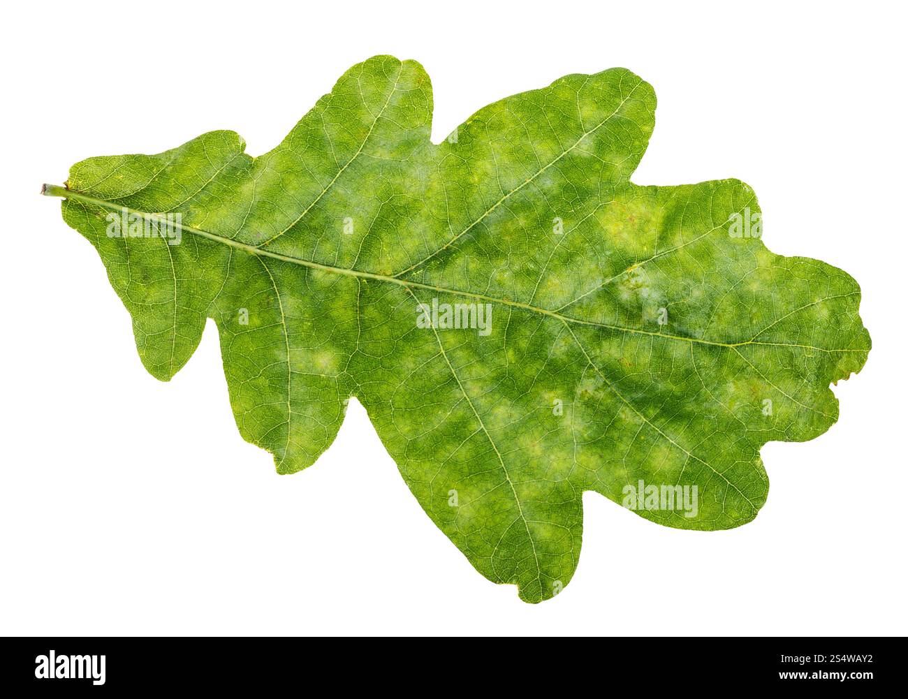 natural green oak leaf isolated on white background Stock Photo - Alamy