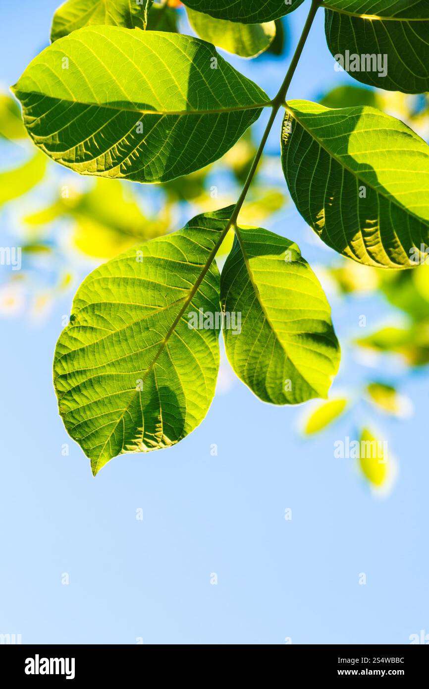 natural background - backlighting green leaves of walnut tree and blue sky in summer Stock Photo