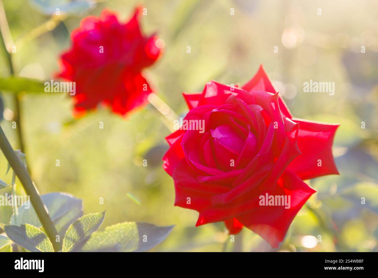 two red roses with sunset backlighting outdoors in summer garden Stock Photo